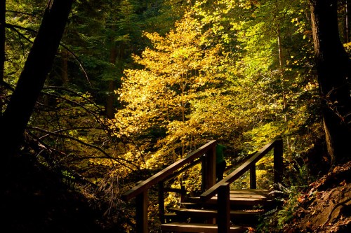 A wooden bridge leads through a vibrant forest with golden autumn leaves and dappled sunlight.