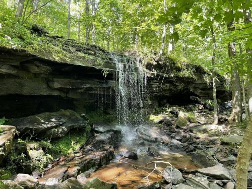 A serene forest scene featuring a small waterfall cascading over rocks, surrounded by lush green trees.