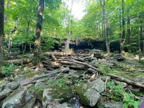 A rocky forest landscape with scattered logs and dense green trees under a bright sky.