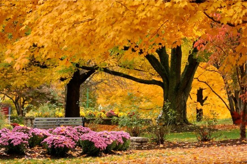 A serene park scene with vibrant autumn leaves, blooming pink flowers, and a wooden bench surrounded by trees.