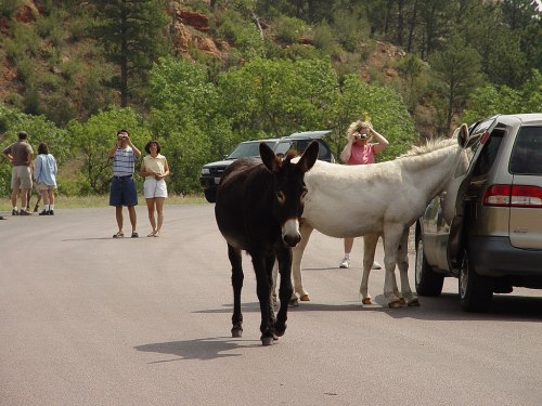 A black donkey and a white horse approach parked cars, while people walk along a scenic road in a green landscape.
