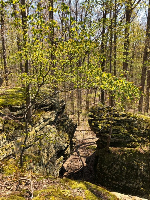 A serene forest scene featuring moss-covered rocks and young green leaves in a sunlit woodland.