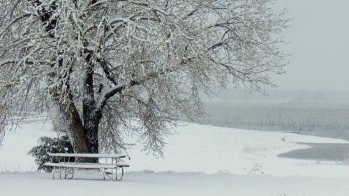 A snow-covered landscape featuring a bare tree and a bench, with a serene, foggy background of white snow.