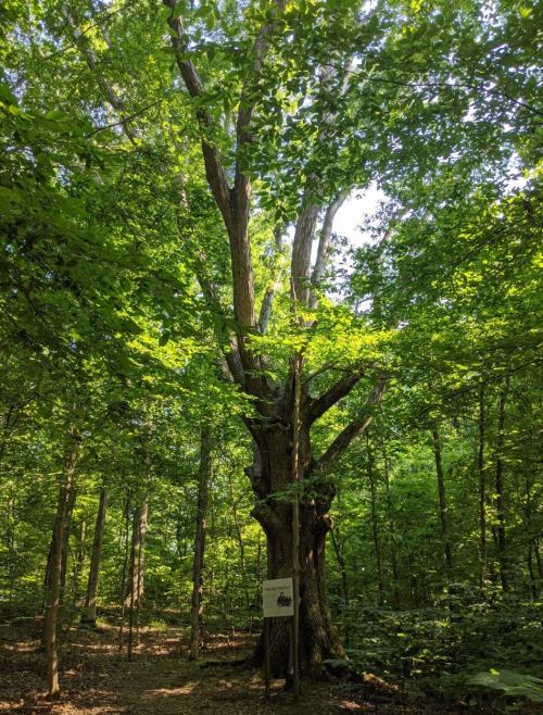A tall, leafy tree stands in a lush green forest, with a sign at its base. Sunlight filters through the canopy.