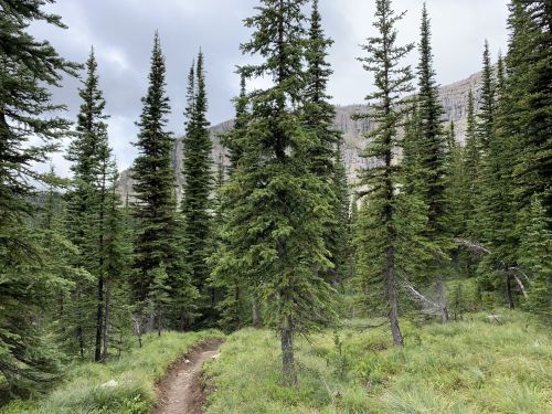 A winding dirt path through a dense forest of tall pine trees under a cloudy sky.
