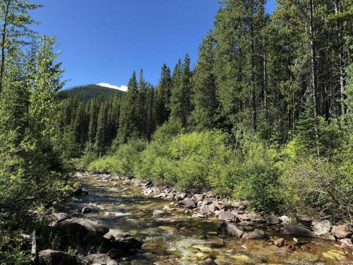 A serene river flows through a lush green forest under a clear blue sky, surrounded by tall trees and rocky banks.