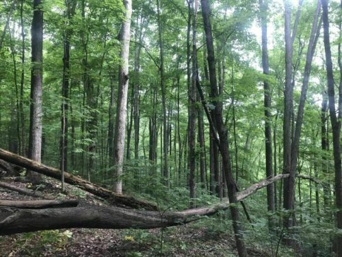 Lush green forest with tall trees and fallen branches, creating a serene natural landscape.