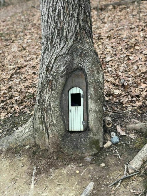 A small, whimsical door set into the trunk of a tree, surrounded by fallen leaves and forest floor.
