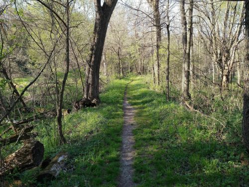 A narrow dirt path winds through a lush, green forest with trees and underbrush on either side.