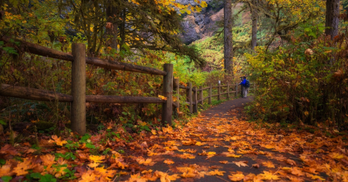 A winding path through a vibrant autumn forest, covered in fallen leaves, with a person walking in the distance.