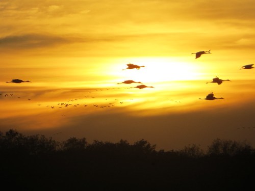 Silhouetted cranes flying against a vibrant sunset, with warm orange and yellow hues in the sky.