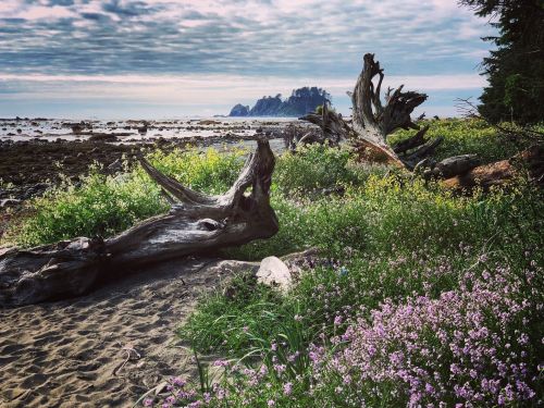 A coastal scene with driftwood, wildflowers, and rocky cliffs under a cloudy sky.
