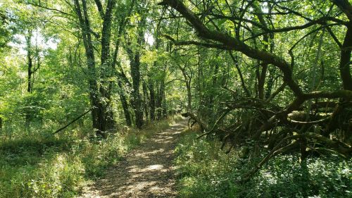 A sunlit forest path surrounded by lush green trees and dense foliage.