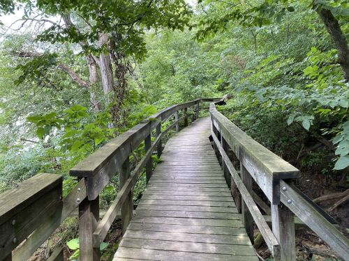 A wooden boardwalk winds through lush green foliage, leading into a serene natural setting.