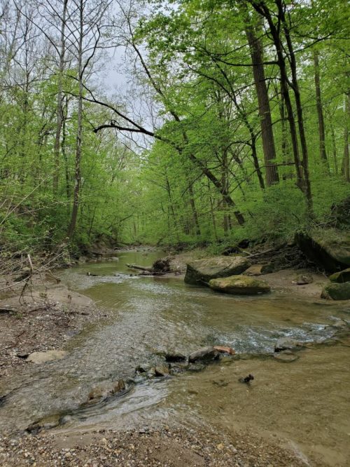 A serene creek flows through a lush green forest, surrounded by trees and rocky banks.
