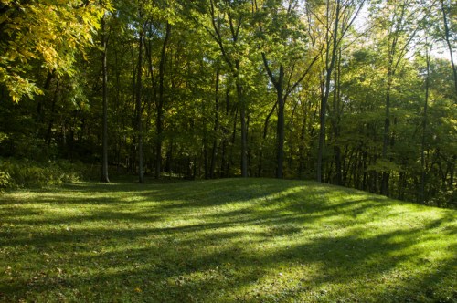 A sunlit forest scene with tall trees casting long shadows on a grassy area.