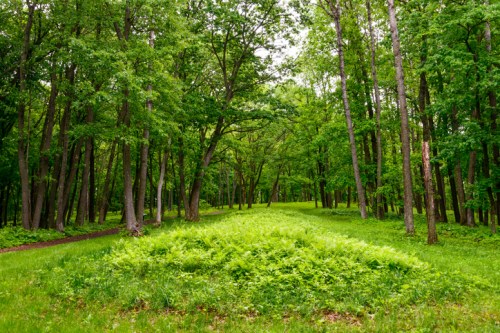 Lush green forest with tall trees and a grassy path leading through vibrant ferns and undergrowth.