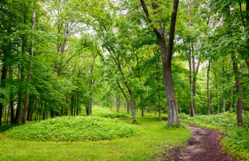 A lush green forest with tall trees and a winding dirt path surrounded by vibrant foliage.