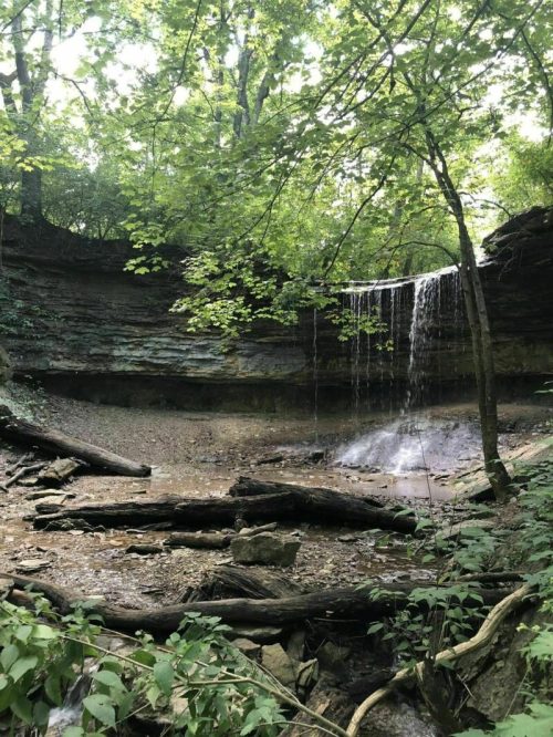 A serene forest scene featuring a small waterfall cascading over rocky cliffs, surrounded by lush greenery and fallen logs.