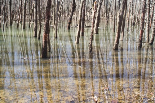 A serene flooded forest with trees reflected in calm water, showcasing a tranquil natural landscape.