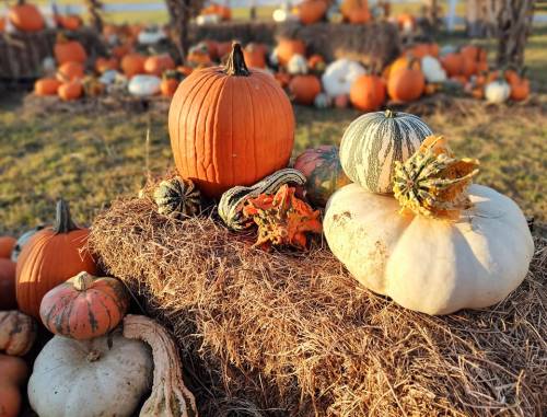 A variety of pumpkins and gourds arranged on hay bales in a sunny autumn setting.
