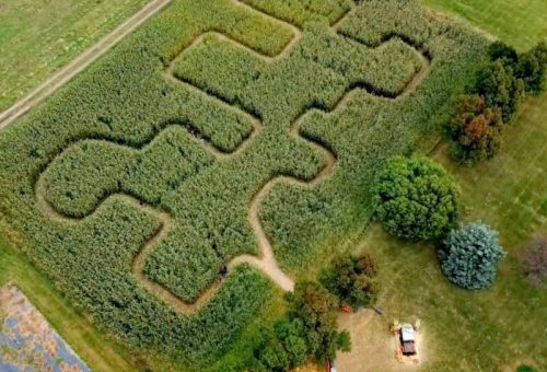 Aerial view of a corn maze shaped like a cross, surrounded by greenery and a dirt path.