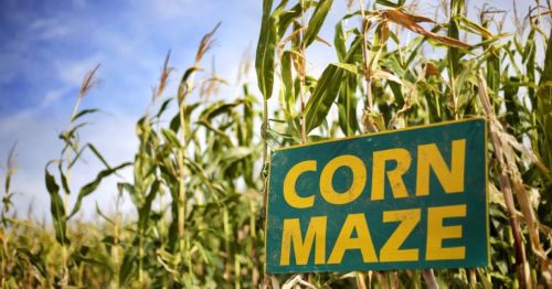 A vibrant green sign reading "CORN MAZE" stands amidst tall corn plants under a blue sky.