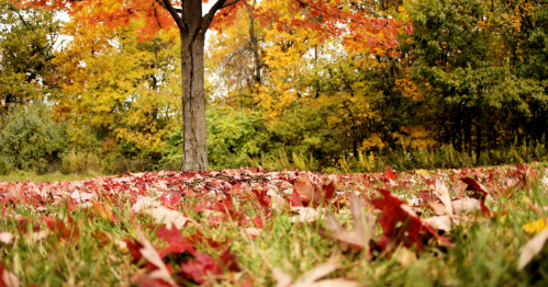A vibrant autumn scene with a tree surrounded by colorful fallen leaves on the ground.