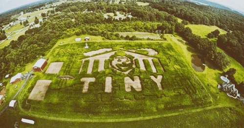 Aerial view of a large corn maze featuring the word "TINY" and a stylized face design in a green field.