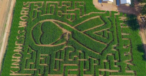 Aerial view of a corn maze featuring the words "Kindness Works" and a ribbon design carved into the greenery.
