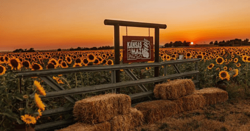 A sunset over a field of sunflowers, with a sign for "Kansas Maze" and hay bales in the foreground.