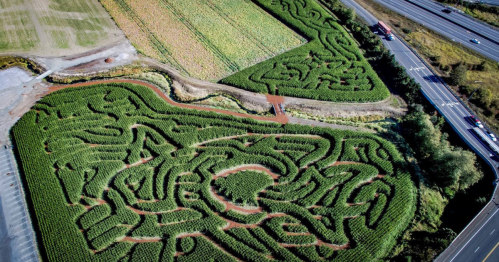 Aerial view of a large corn maze with intricate patterns, surrounded by fields and a highway in the background.
