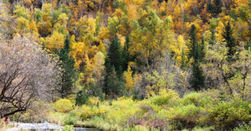 A vibrant autumn landscape featuring trees in shades of yellow and green beside a flowing river.