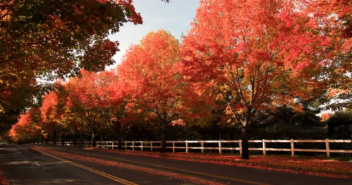 A scenic road lined with vibrant red and orange trees, with a white fence in the background.