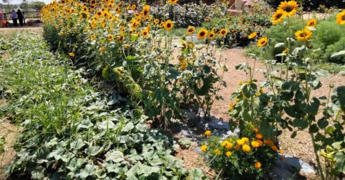 A vibrant garden with tall sunflowers and colorful flowers, surrounded by lush greenery and a sunny blue sky.
