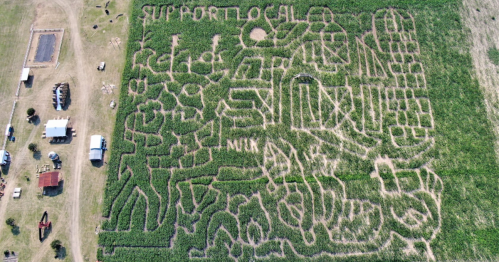 Aerial view of a corn maze featuring the phrase "Support Local" and various intricate designs.