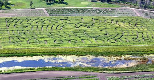Aerial view of a large corn maze with intricate designs, surrounded by green fields and a waterway.