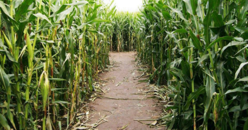 A narrow dirt path winding through tall green cornfields on either side.