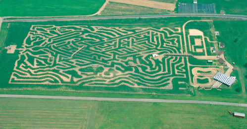 Aerial view of a large corn maze with intricate pathways, surrounded by green fields and a nearby building.
