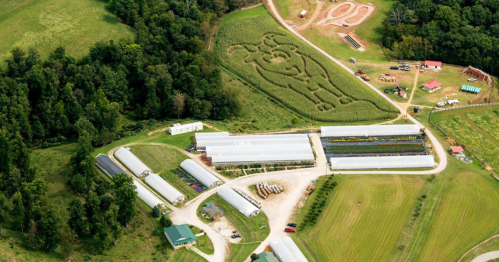 Aerial view of a farm with greenhouses and a large corn maze shaped like a cow in a field.