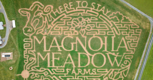 Aerial view of a corn maze featuring "Magnolia Meadow Farms" and a cow design carved into the grass.