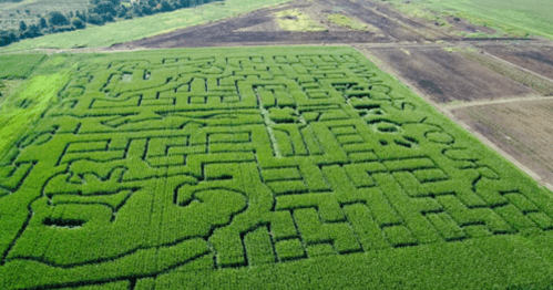 Aerial view of a large corn maze with intricate patterns and designs carved into the green field.