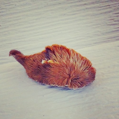 A small, furry creature with reddish-brown fur curled up on a light surface.
