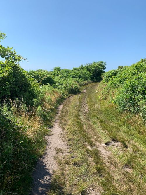 A dirt path winds through lush greenery under a clear blue sky.