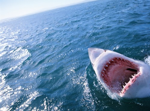 A great white shark breaches the surface of the water, mouth open wide, in a sunlit ocean.