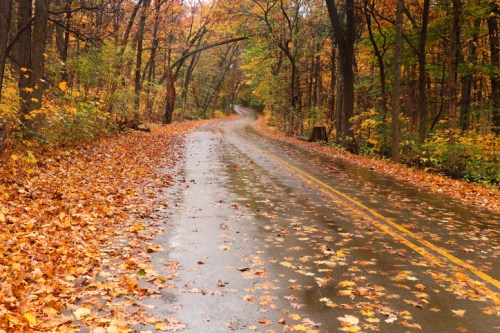 A winding road through a forest, lined with colorful autumn leaves and wet pavement after rain.