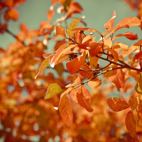 Close-up of vibrant orange and yellow autumn leaves against a soft blue sky.