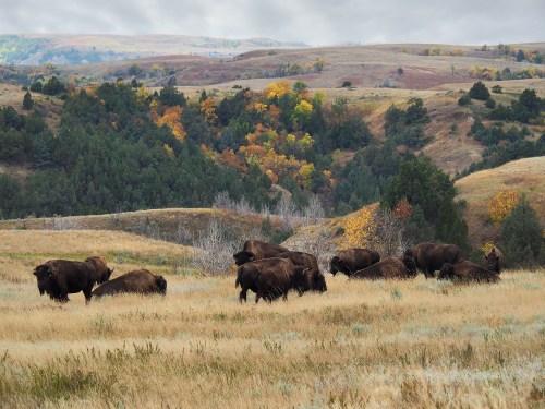 A herd of bison grazing in a grassy field with rolling hills and autumn foliage in the background.