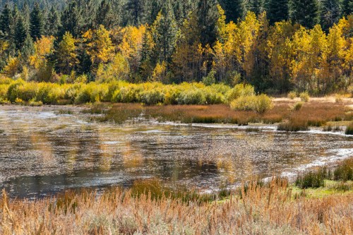 A serene wetland scene with autumn foliage, reflecting trees and colorful plants in still water under a clear sky.