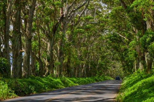 A scenic road lined with tall trees and lush greenery on either side, creating a natural canopy overhead.